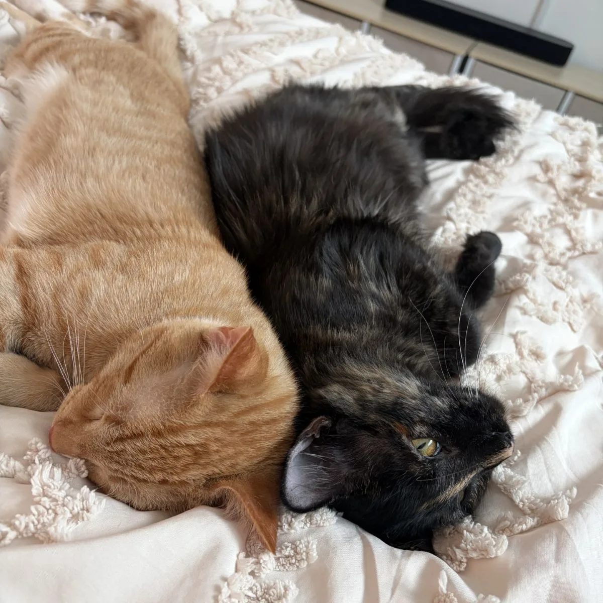 Kittens on a bed