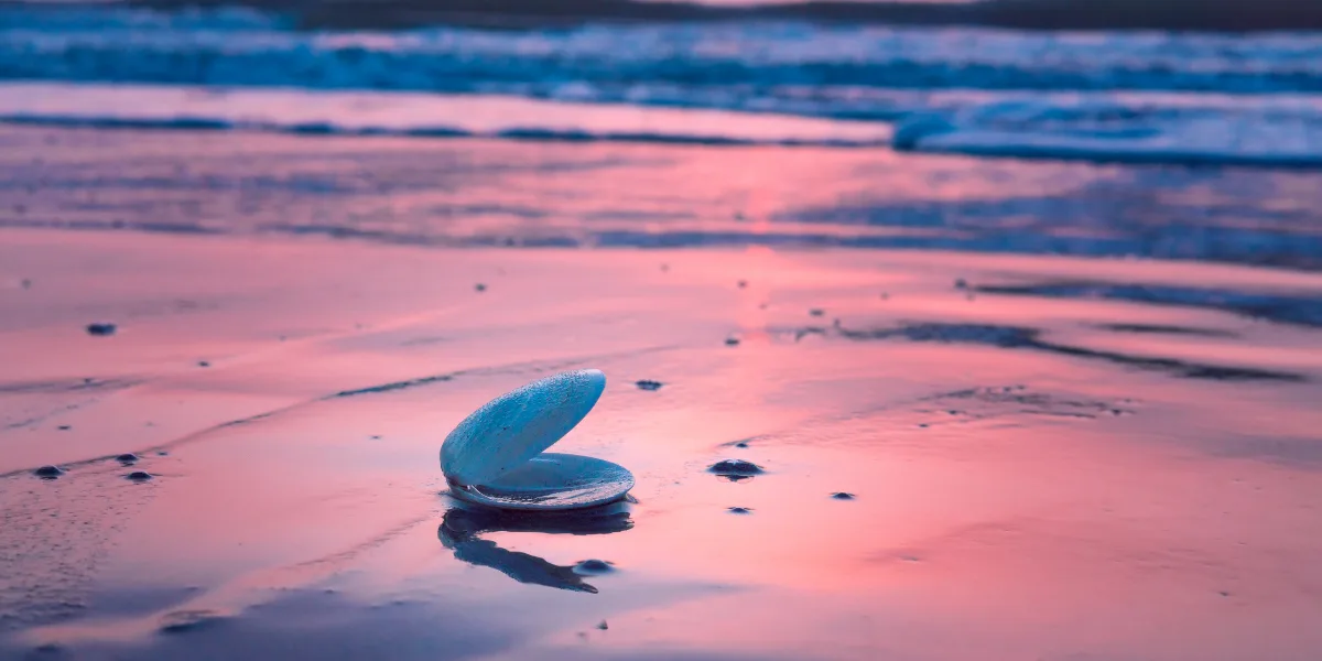 A shell on the beach at sunset