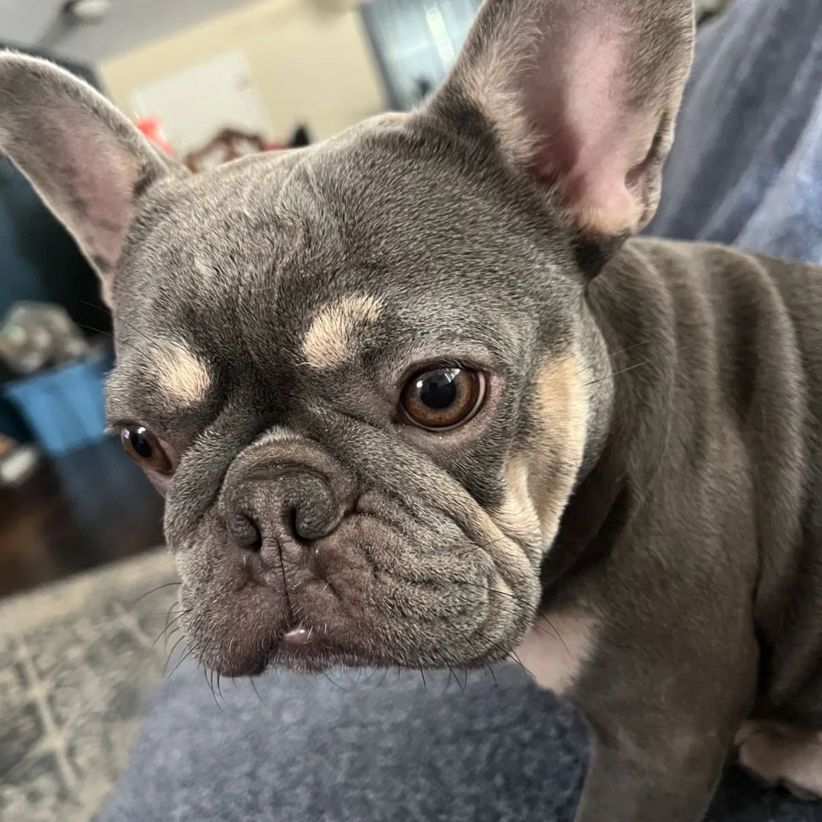 Gidget 5