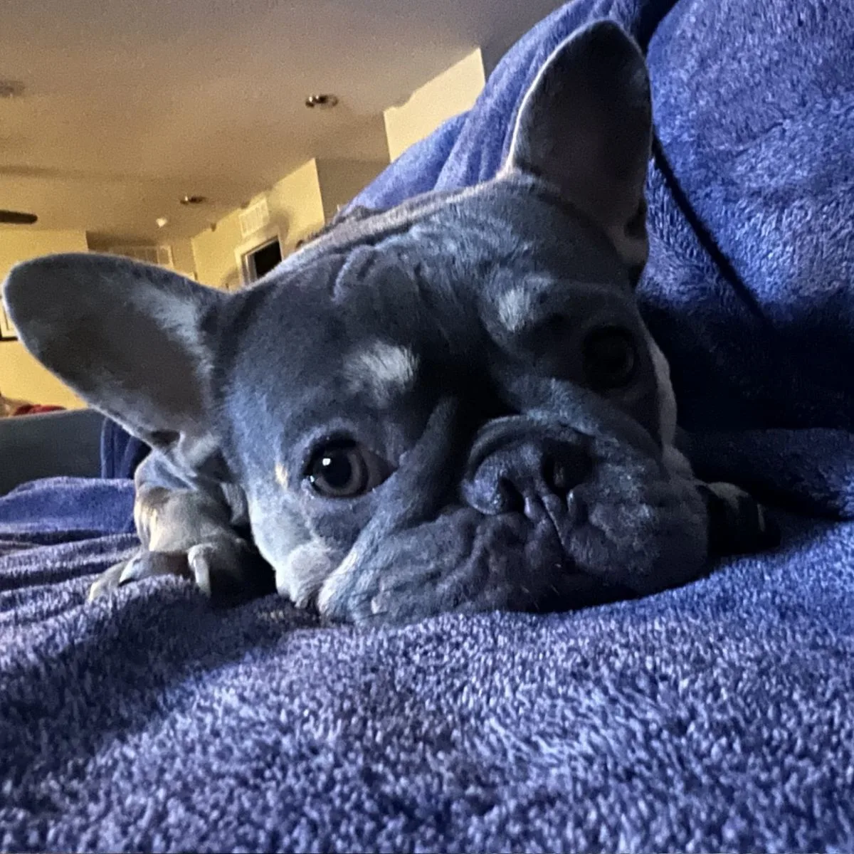 Gidget 4