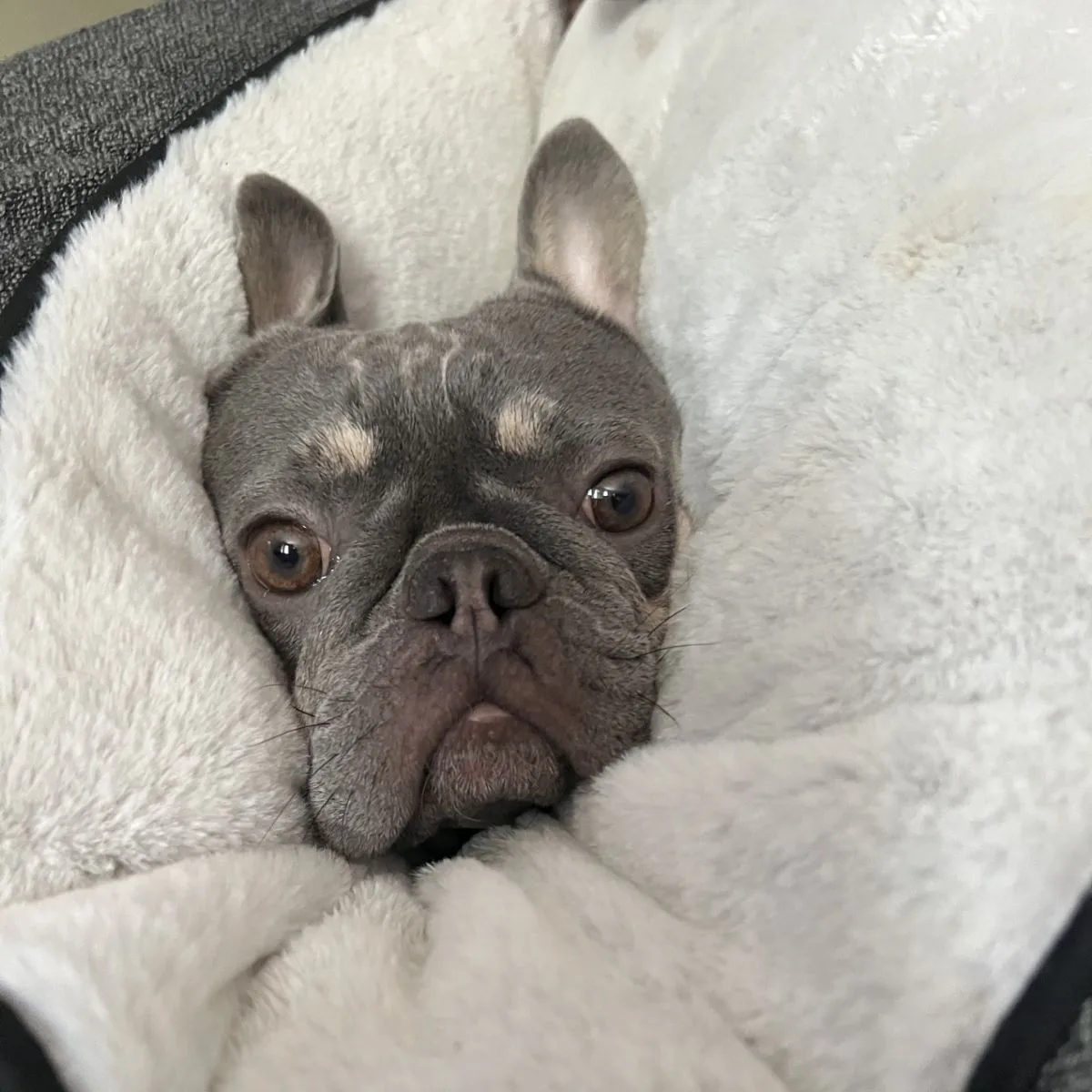 Gidget 3