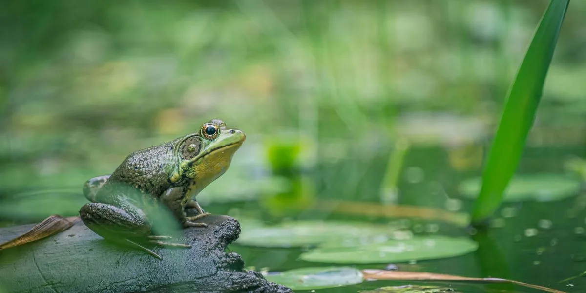 Green frog on a rock in the water